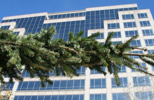 Top of Mayor's Christmas Tree