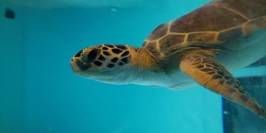 Head and partial body of sea turtle swimming in water
