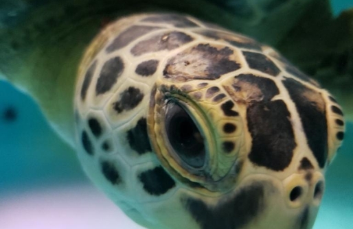 Sea Turtle Head