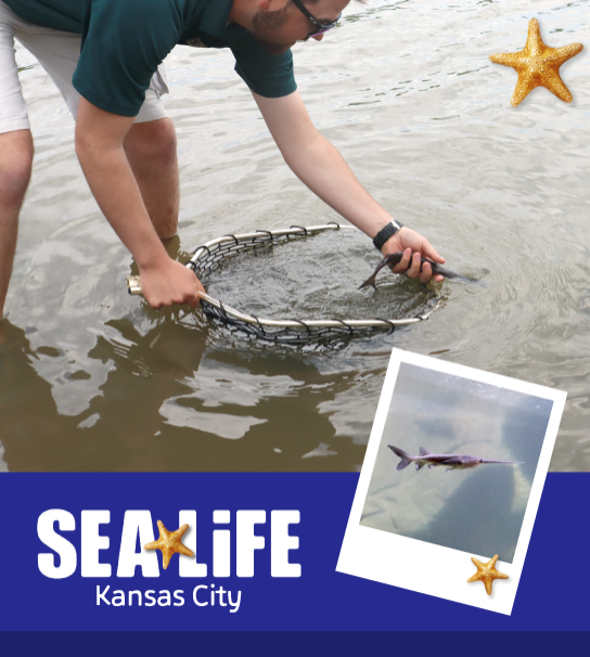 Paddlefish