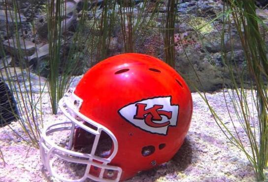 Chiefs helmet in SEA LIFE tank