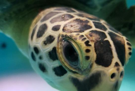 Swimming Sea Turtle