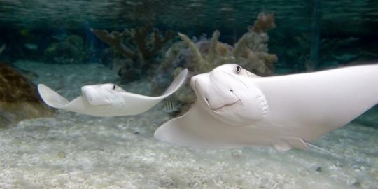 Two Cow-nosed rays swimming above a white bottom