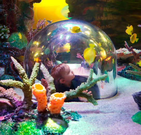 child looking at fish at Sea Life Aquarium